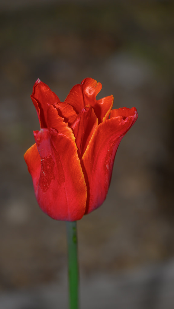Tulip flower from my garden by Milen Mladenov on 500px.com
