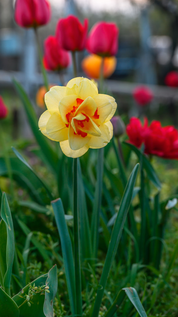 Yellow daffodil from our spring garden by Milen Mladenov on 500px.com