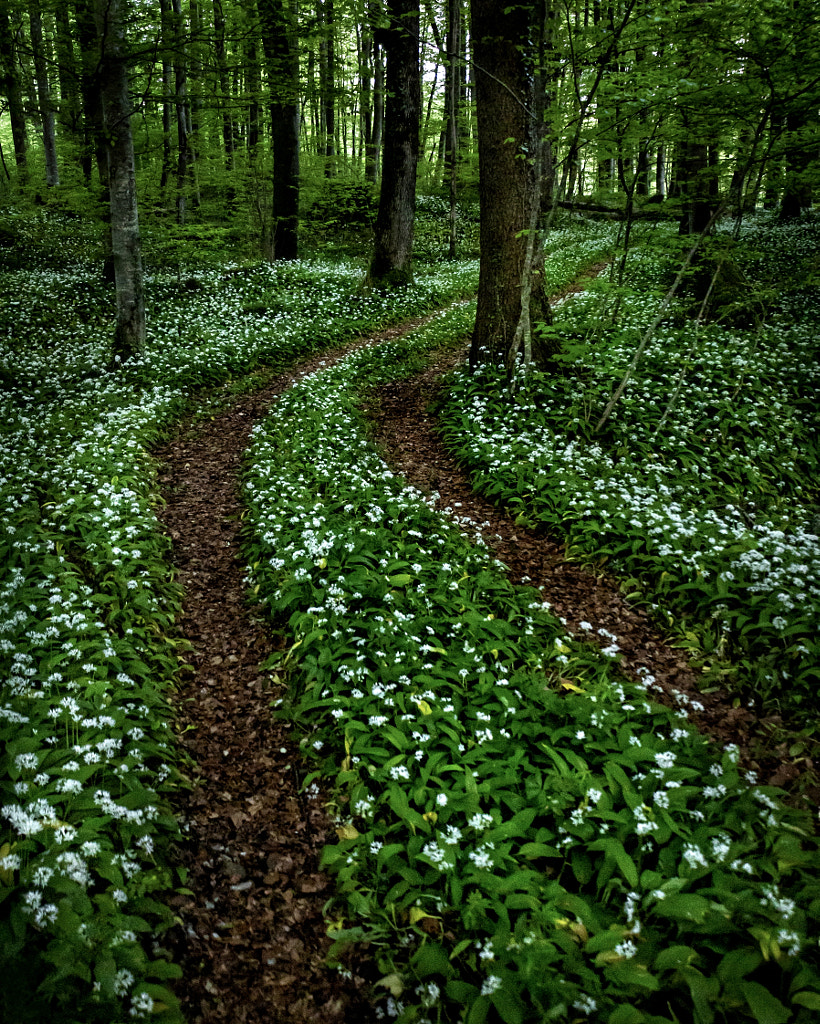 Bärlauchzeit by 7infocus Photography on 500px.com