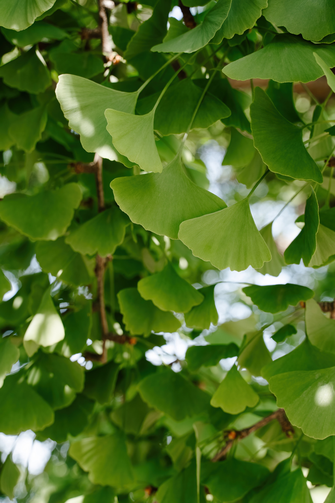 Green ginkgo tree leaves on sunny day