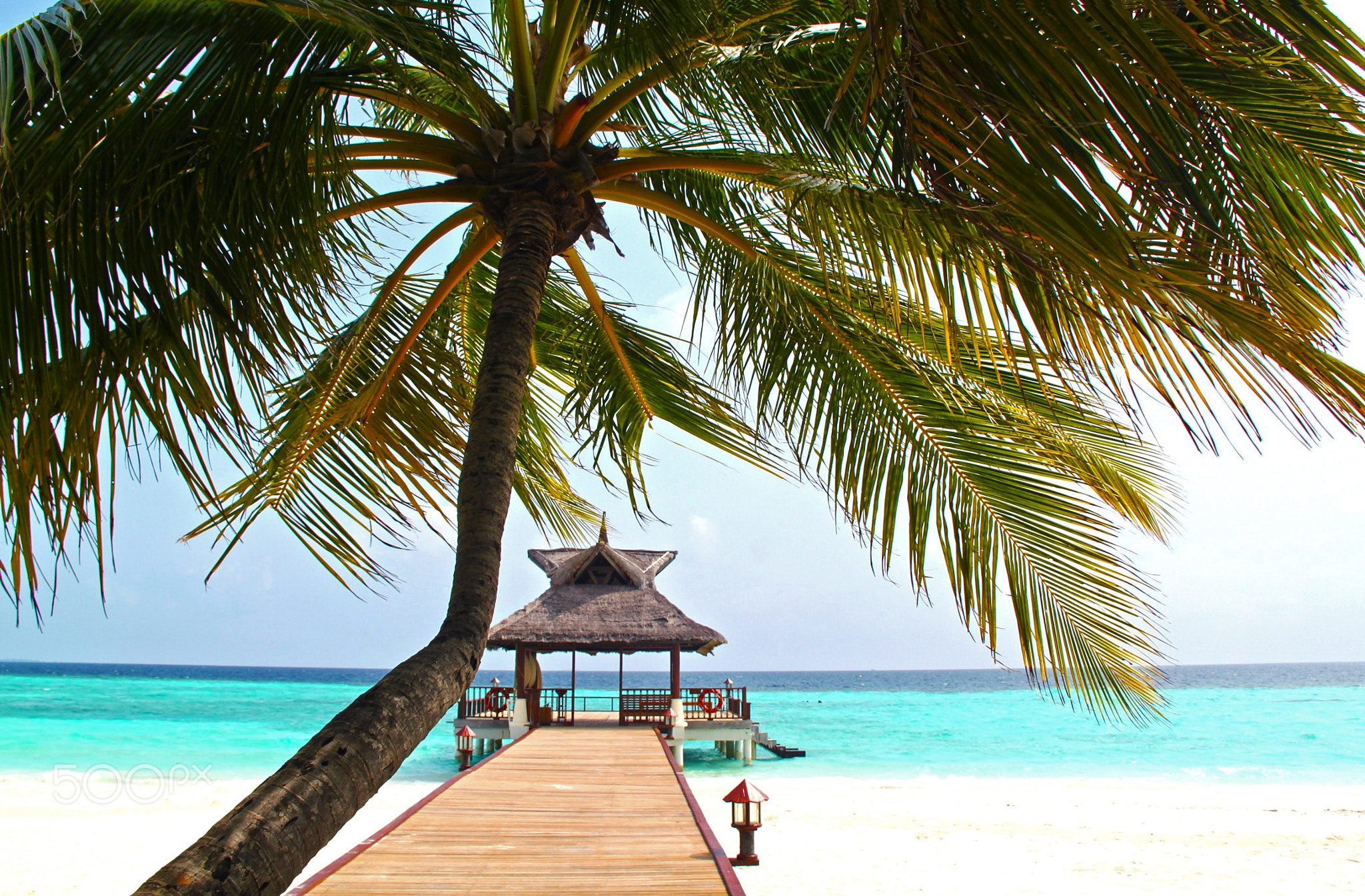 The Dreamed Beach with Coconut Trees