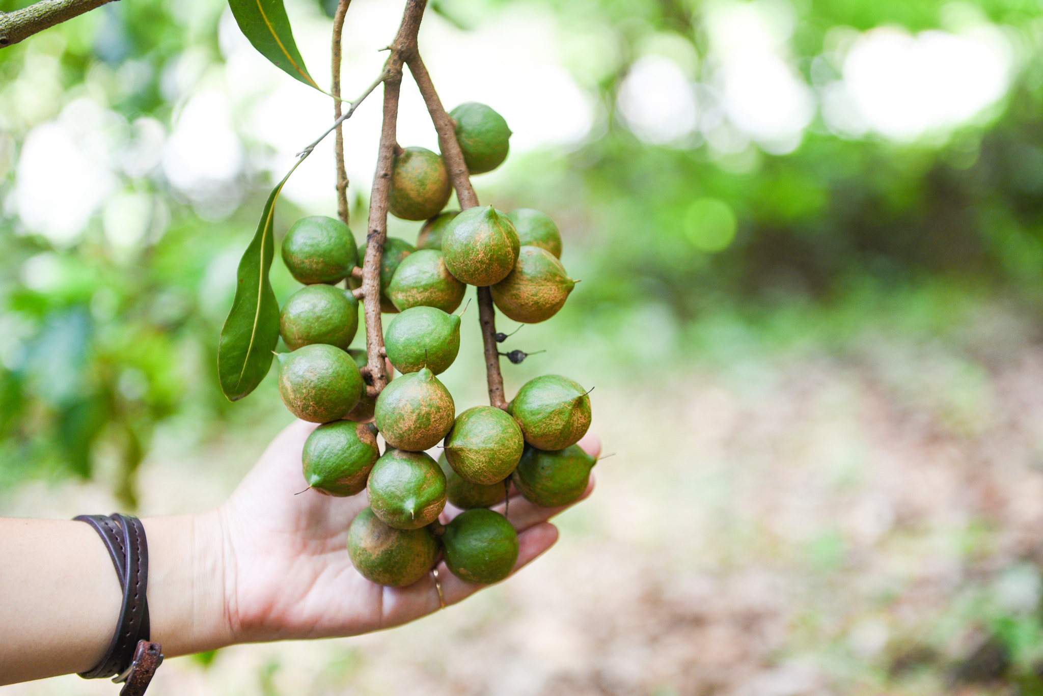 Macadamia tree in farm and woman hand holding macadamia nut in natural /: Macadamia tree in farm and woman hand holding macadamia nut in natural