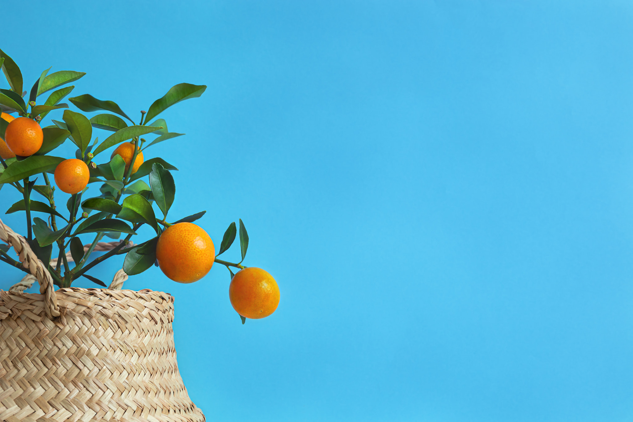 Young kumquat tree with fruits on a blue background