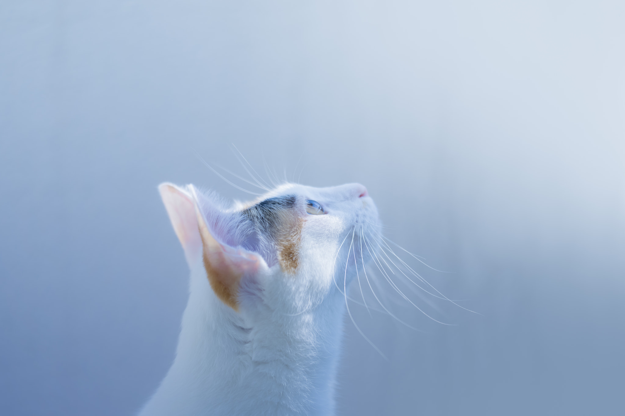 v2?sig=3d16b46270c953e015246afa6127b85198f3b03cffab0200276c9cfc8a0dfd43