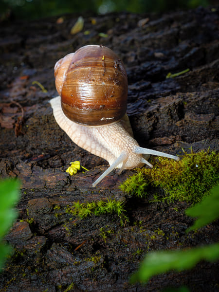 Snail by Daniel Chlíbek on 500px.com
