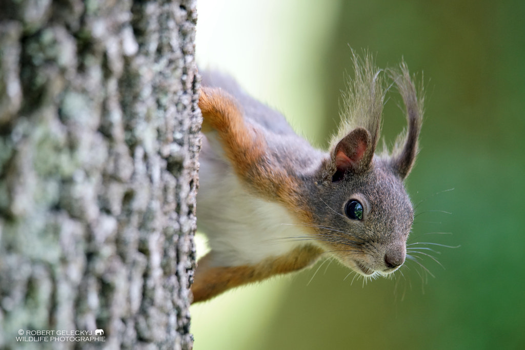 squirrel in garden by Robert Geleckyj on 500px.com