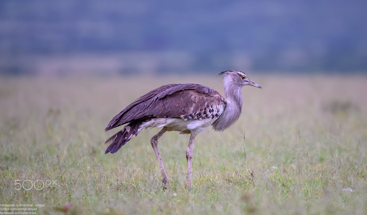 Biggest Flying Bird Kori Bustard By Ahmar Amjad 500px 8084