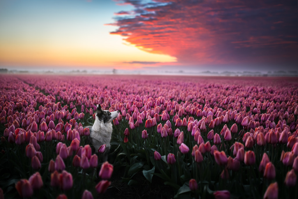 Lever du soleil sur les champs de tulipes par Iza ?yso ?  sur 500px.com