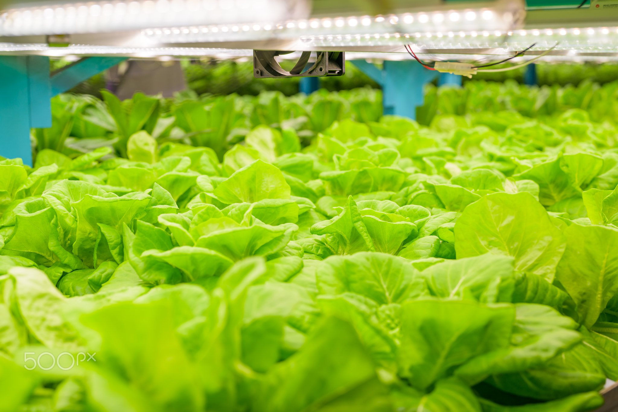 Researchers developing vegetable varieties at greenhouse agriculture