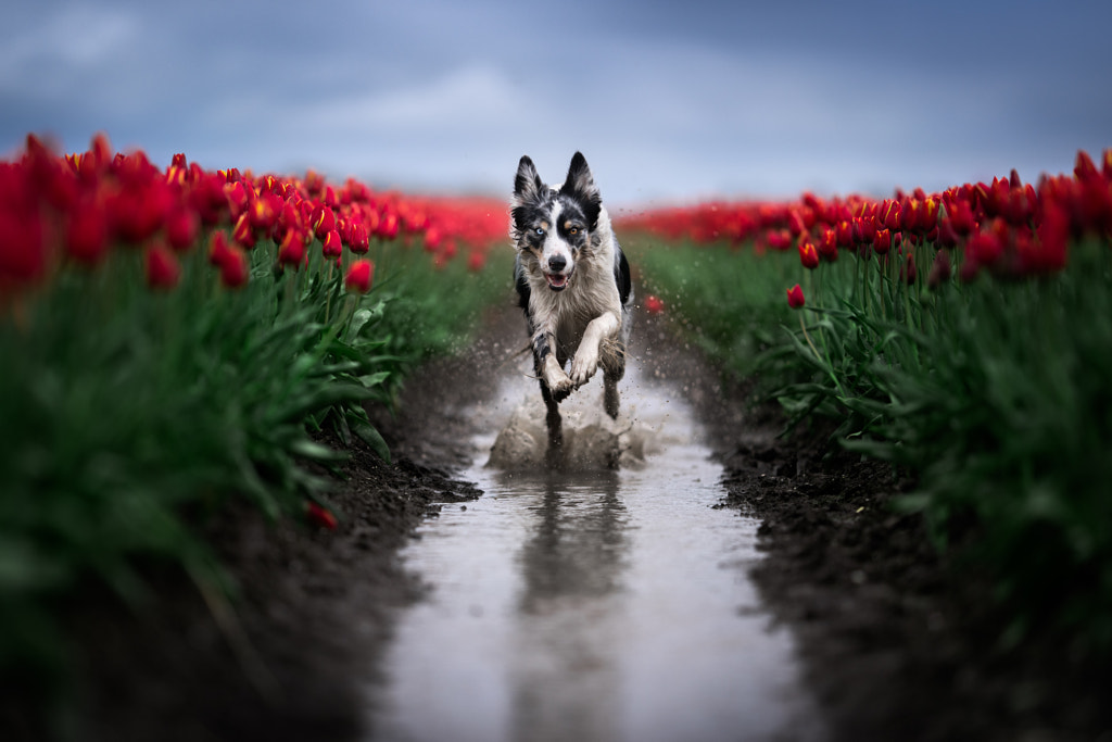 Jour de pluie sur les champs de tulipes par Iza ?yso ?  sur 500px.com