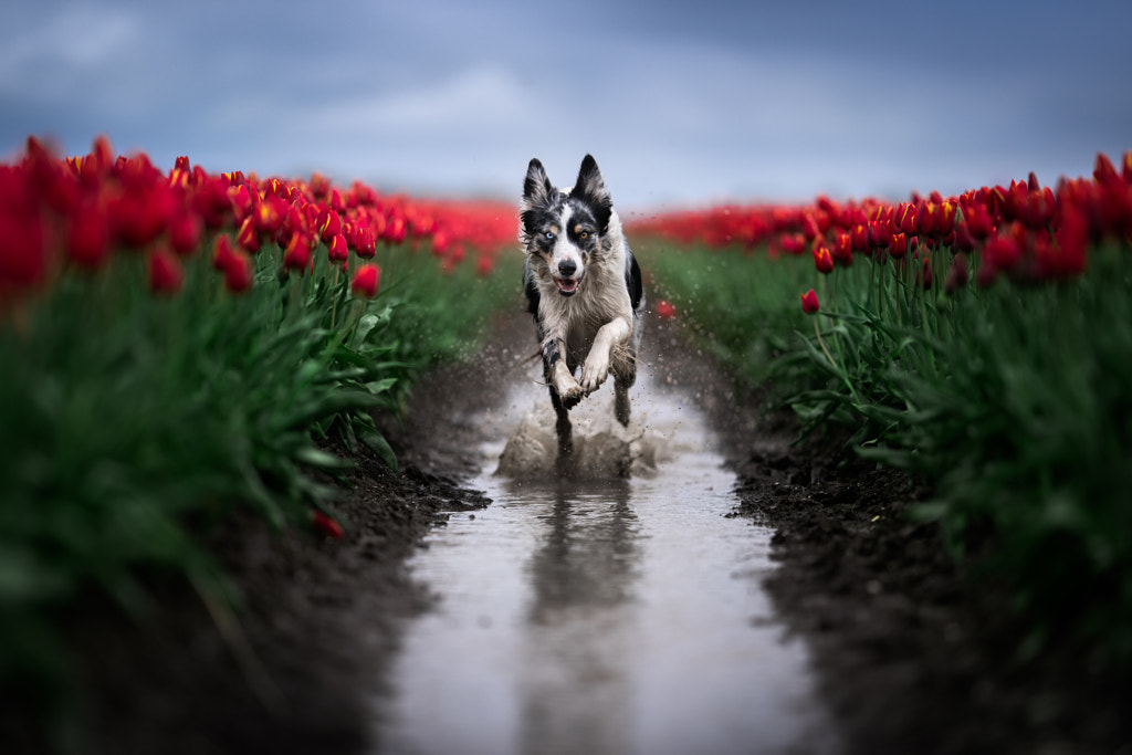 Rainy day on tulip fields by Iza ?yso? on 500px.com