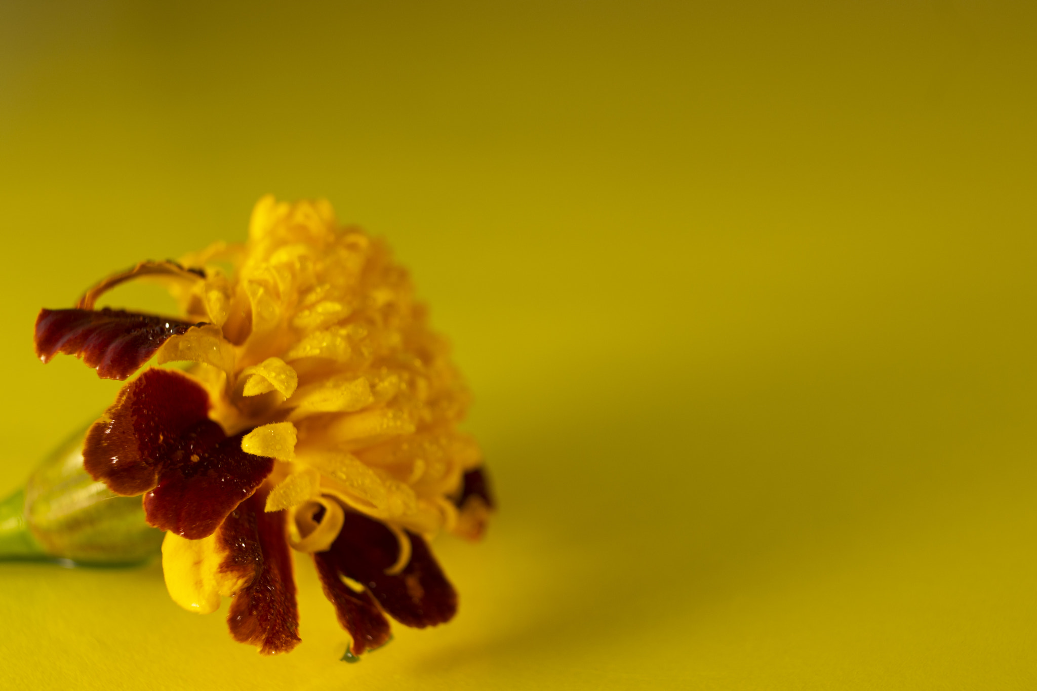 yellow marigold flower in front with yellow background