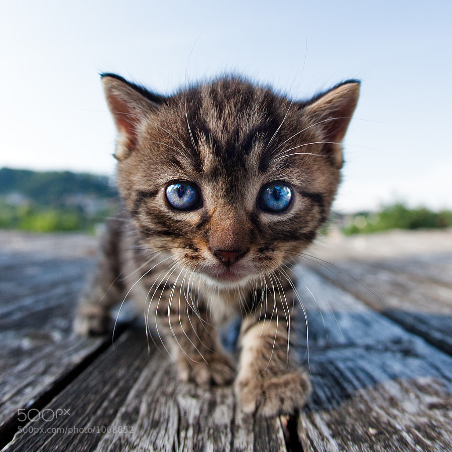 Photograph Curiosity by Henrik Spranz