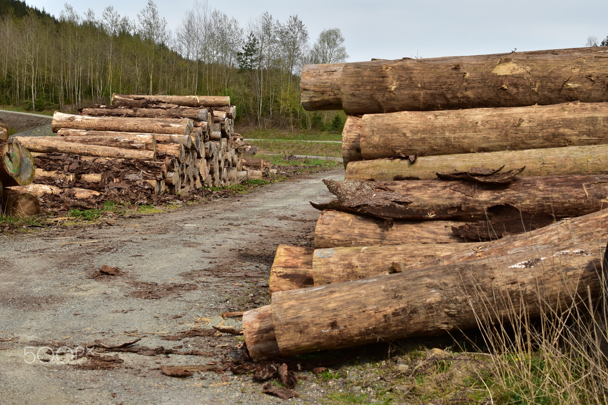 Pile of logs in a rural place