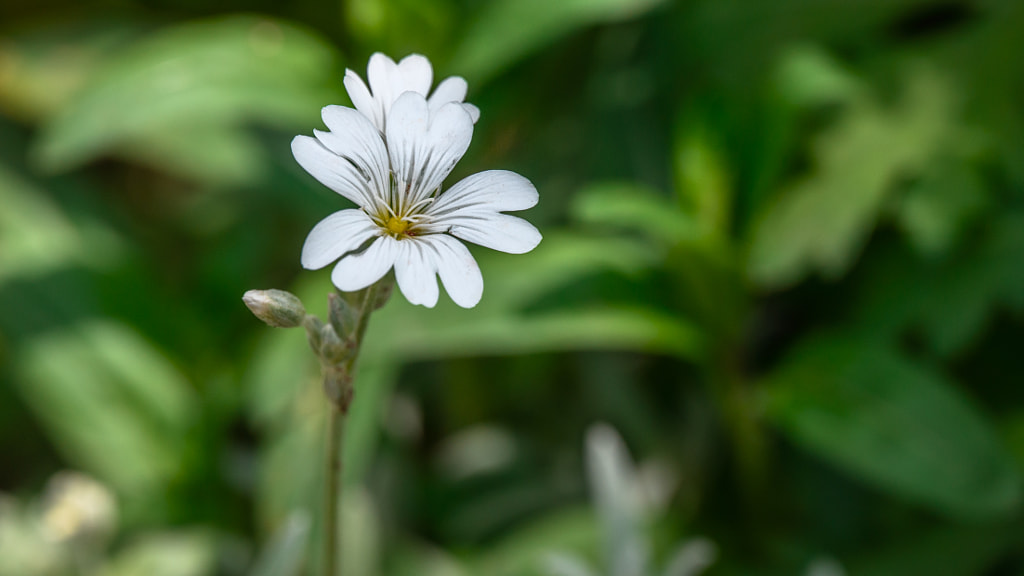 White flower - snow-in-summer by Milen Mladenov on 500px.com