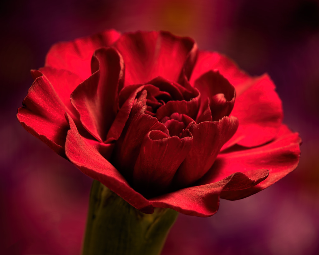 Red Carnation Opening 0510 by Thomas Jerger / 500px