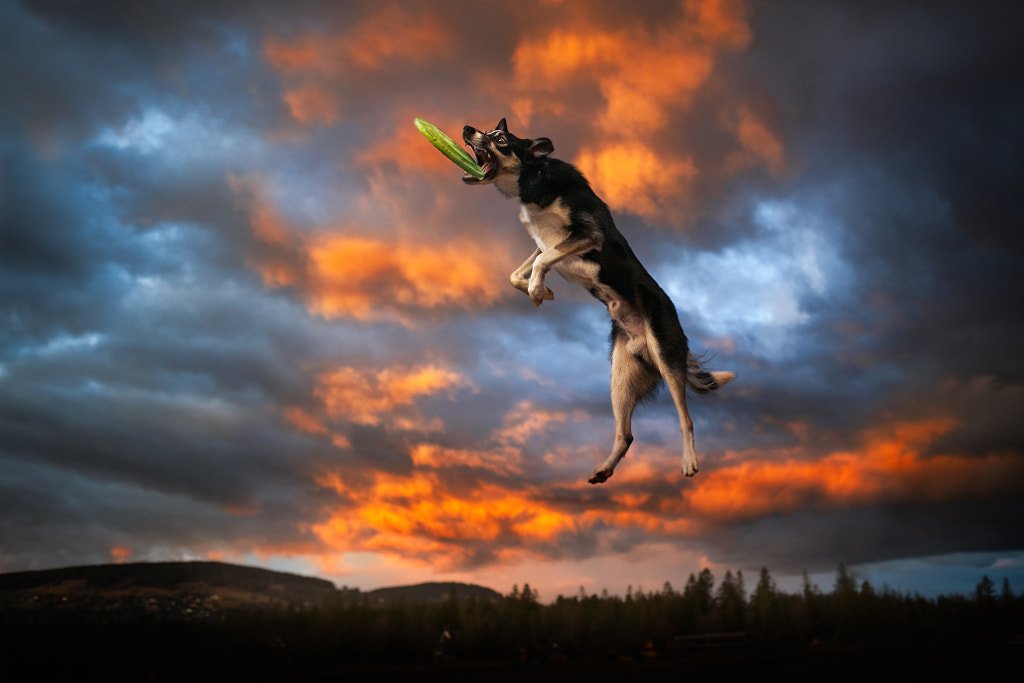 Chien border collie cathing le frisbee contre ciel épique par Iza ?yso ?  sur 500px.com