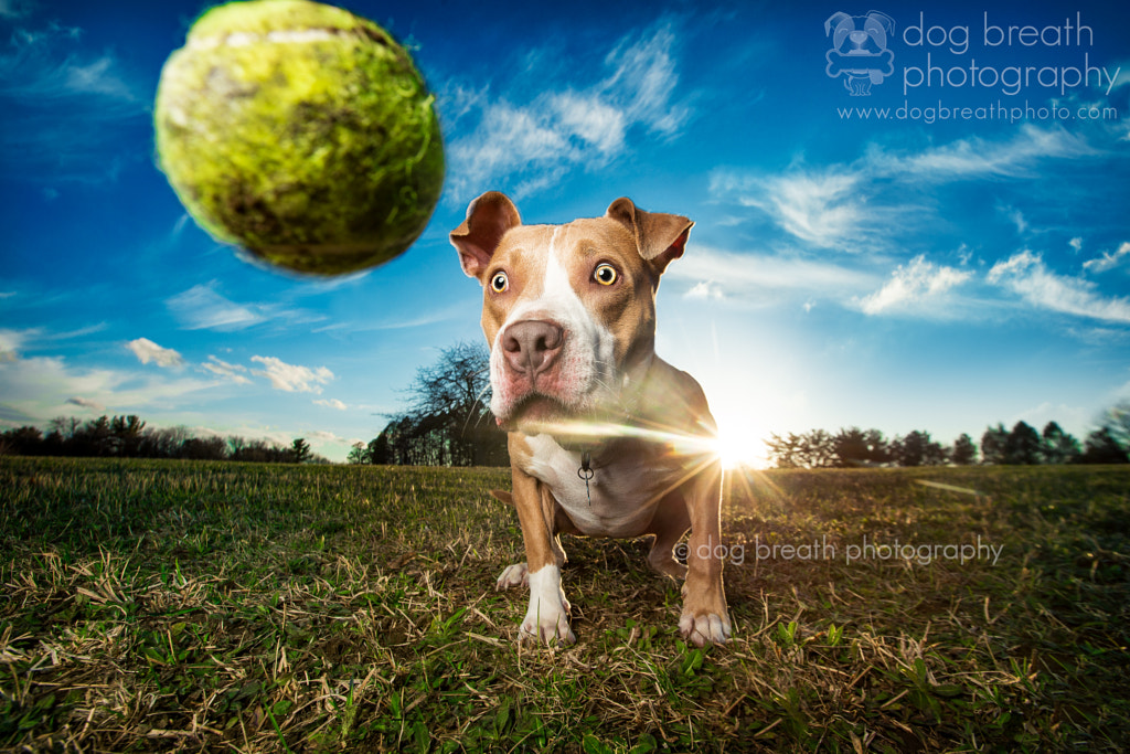 Meet One Of The Best Dog Photographers On 500px And In The World 500px