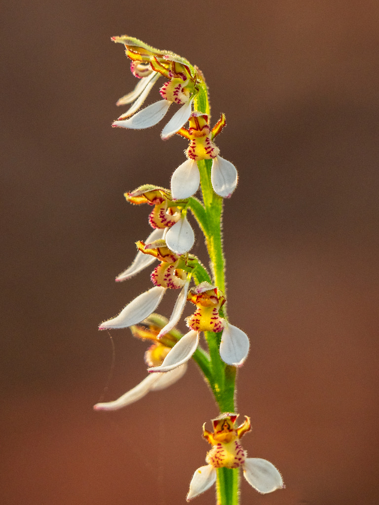Common Bunny Orchid by Paul Amyes on 500px.com