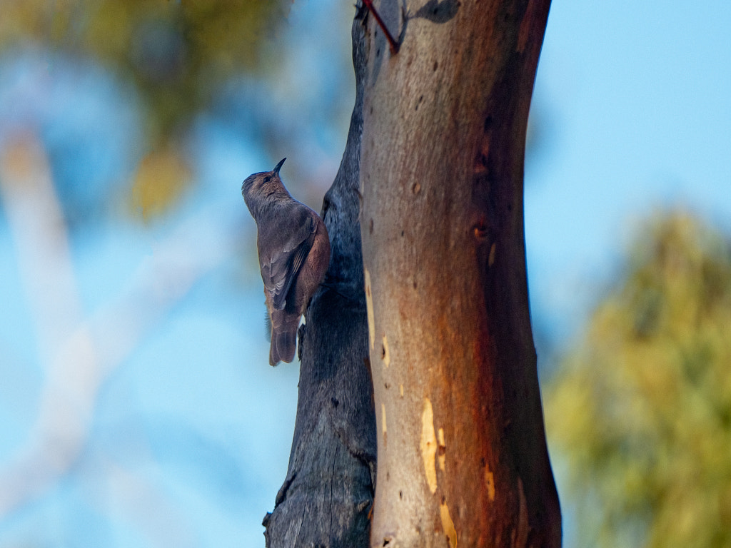 Djini by Paul Amyes on 500px.com