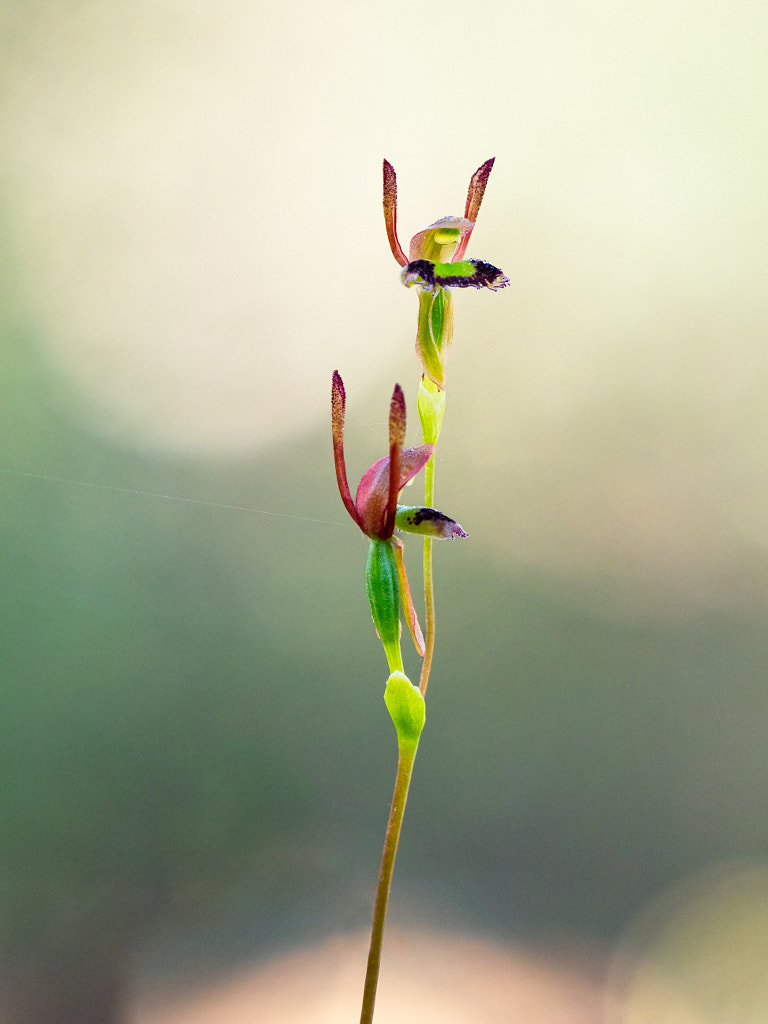 Fringed Hare Orchid by Paul Amyes on 500px.com