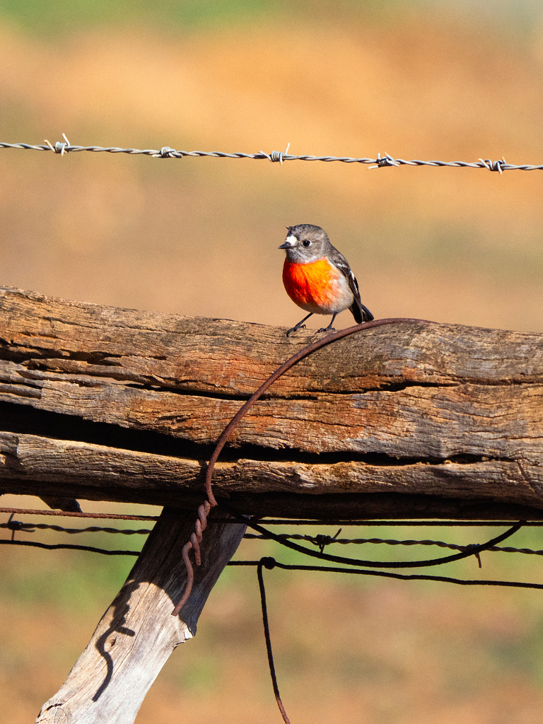 Dermokalitj by Paul Amyes on 500px.com