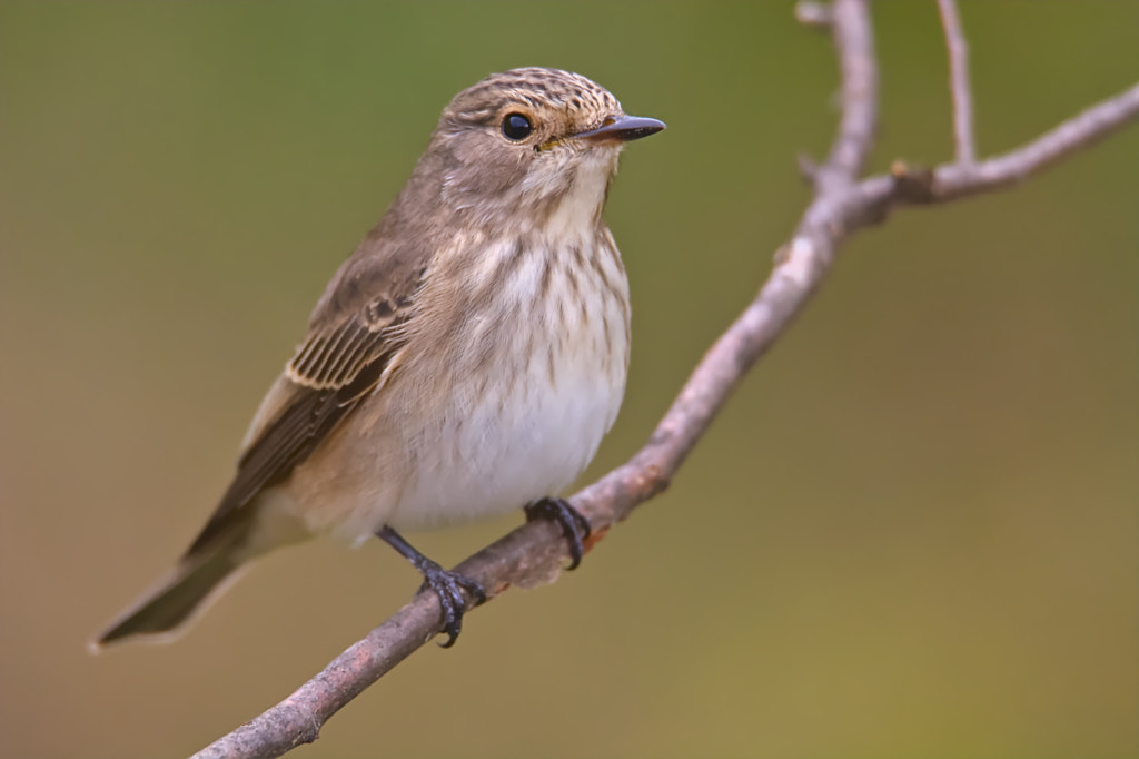 Close-up Of Bird Perching On Branch By Dakó István   500px