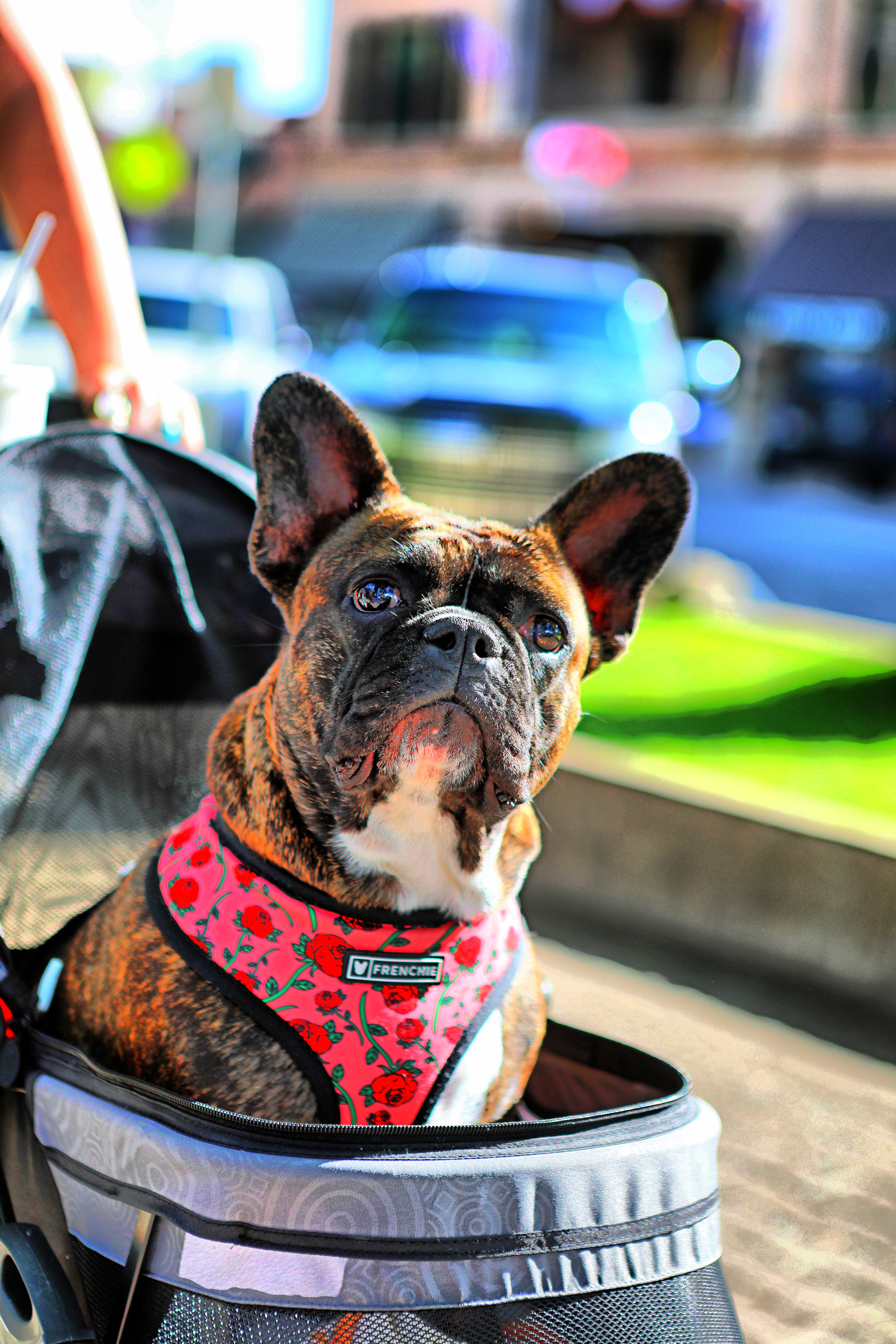 FrenchieInStroller