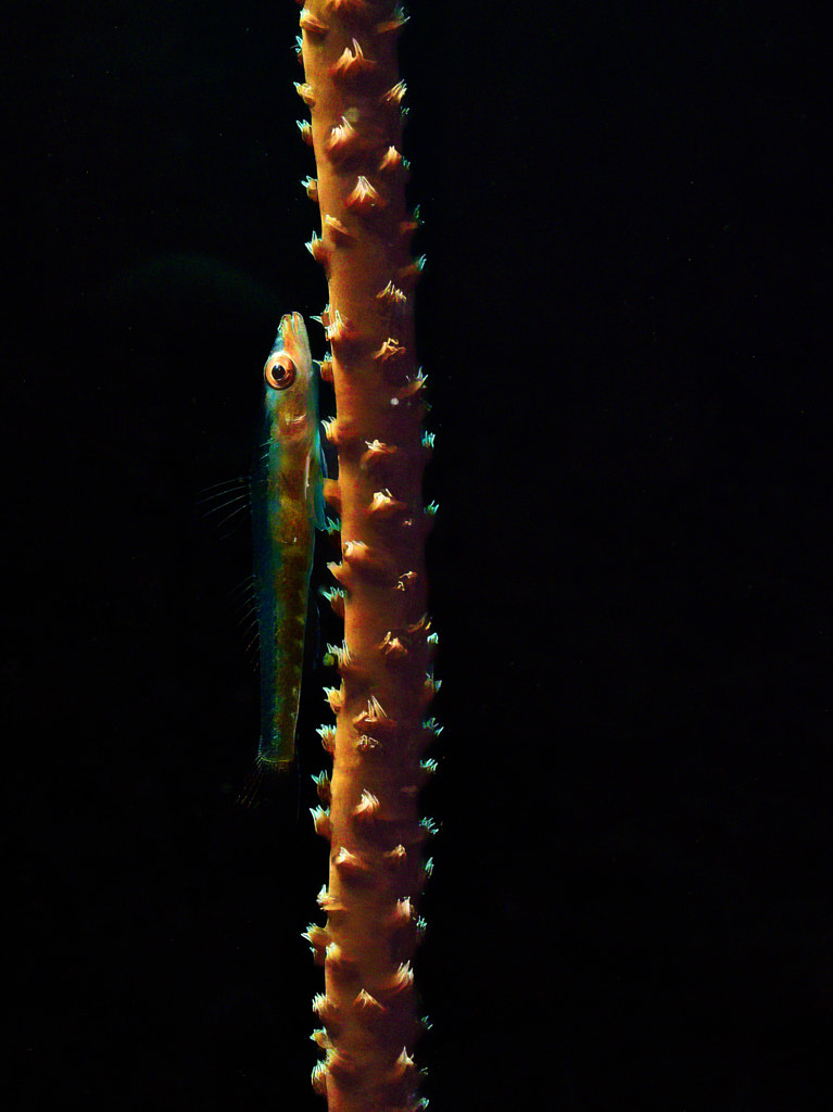 life of Mayotte lagoon by Serge MELESAN on 500px.com