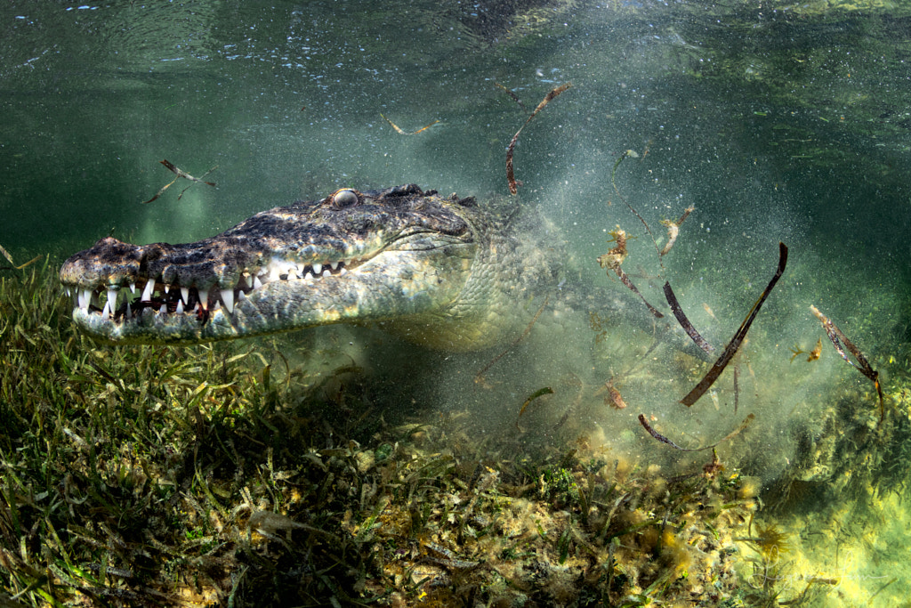 Croc Chaos by Leighton Lum on 500px.com