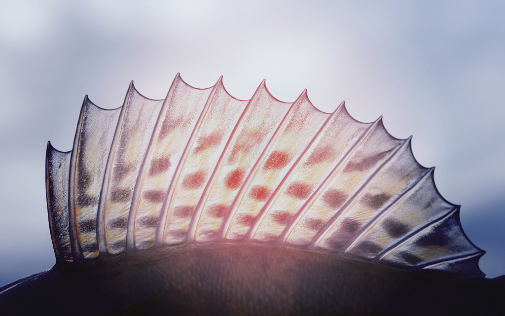 Dorsal fin of a walleye (pike-perch) close-up, toned photo by Petre Argetoianu on 500px.com