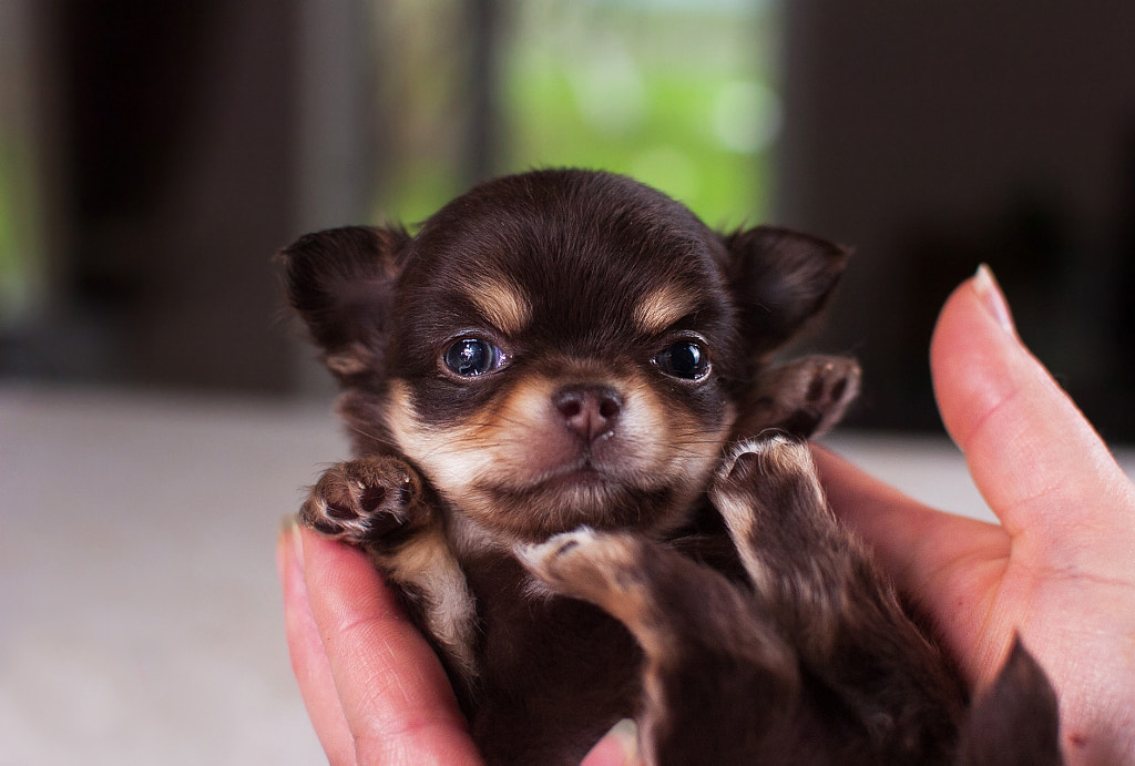 Chihuahua by Ernis P. on 500px.com