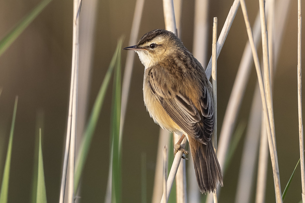 sedge warbler by Gerard Nicolaï / 500px