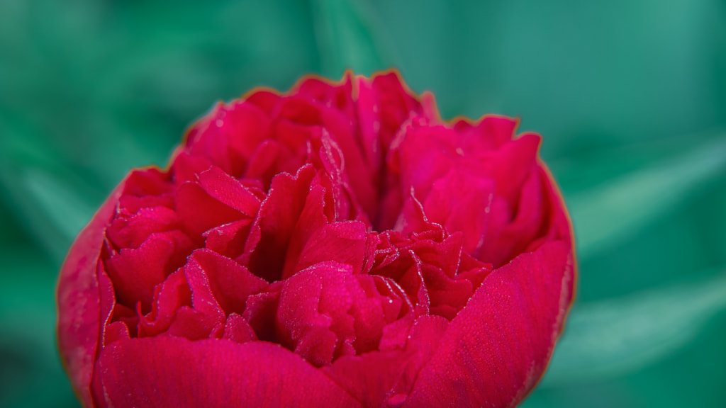 Dew drops on peony flower by Milen Mladenov on 500px.com