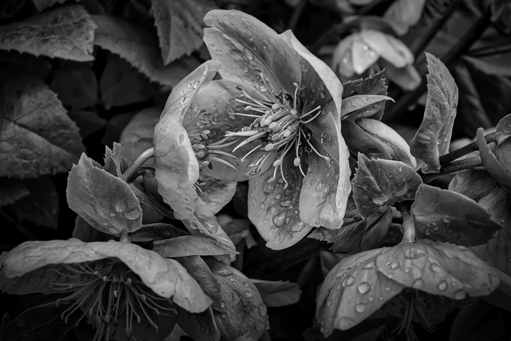 Helleborus by Bert Seinstra / 500px