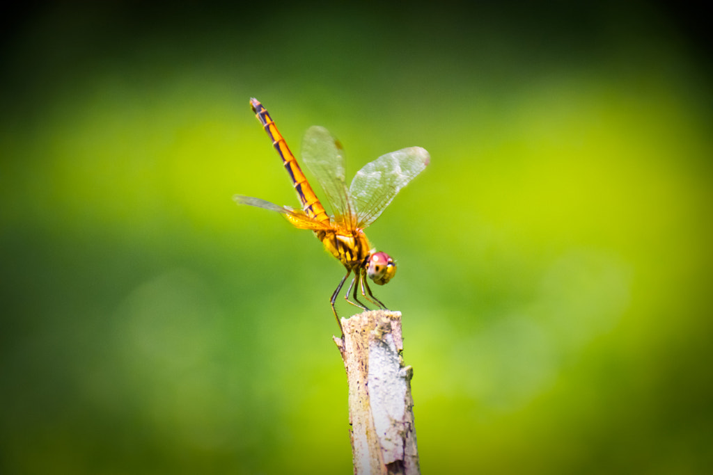 The Dragonfly by L's on 500px.com