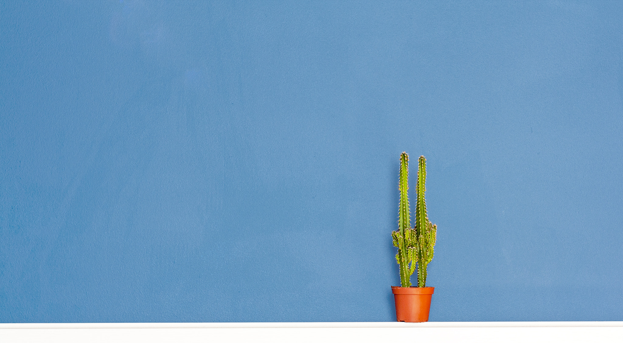 Close-up of potted plant against blue wall