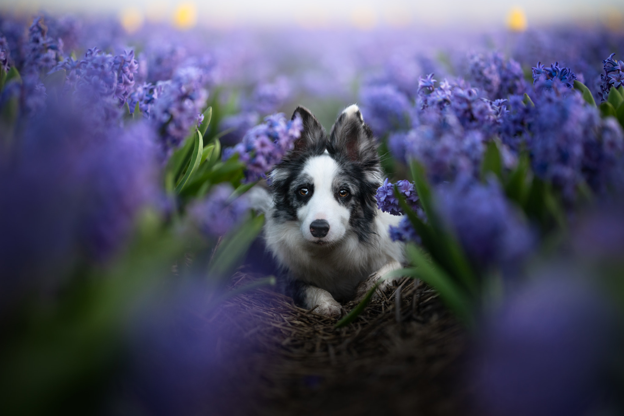 Portrait of dog in hyacinths by Iza Łysoń / 500px