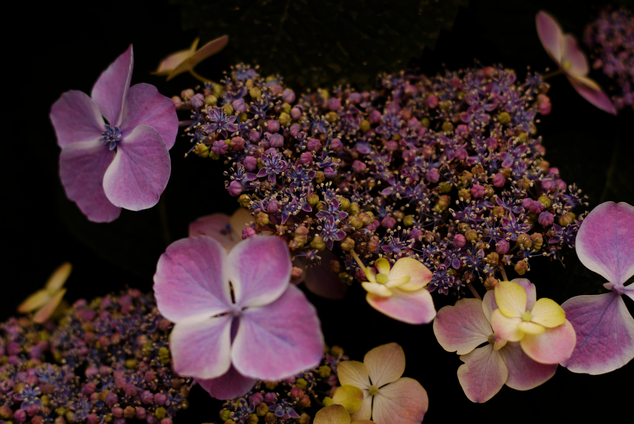 Pentax K200D sample photo. Flowers photography