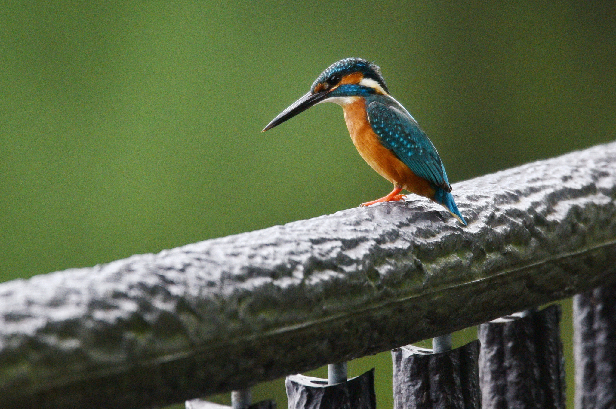 Nikon Nikkor AF-S 300mm F4E PF ED VR sample photo. Kingfisher came to fence photography