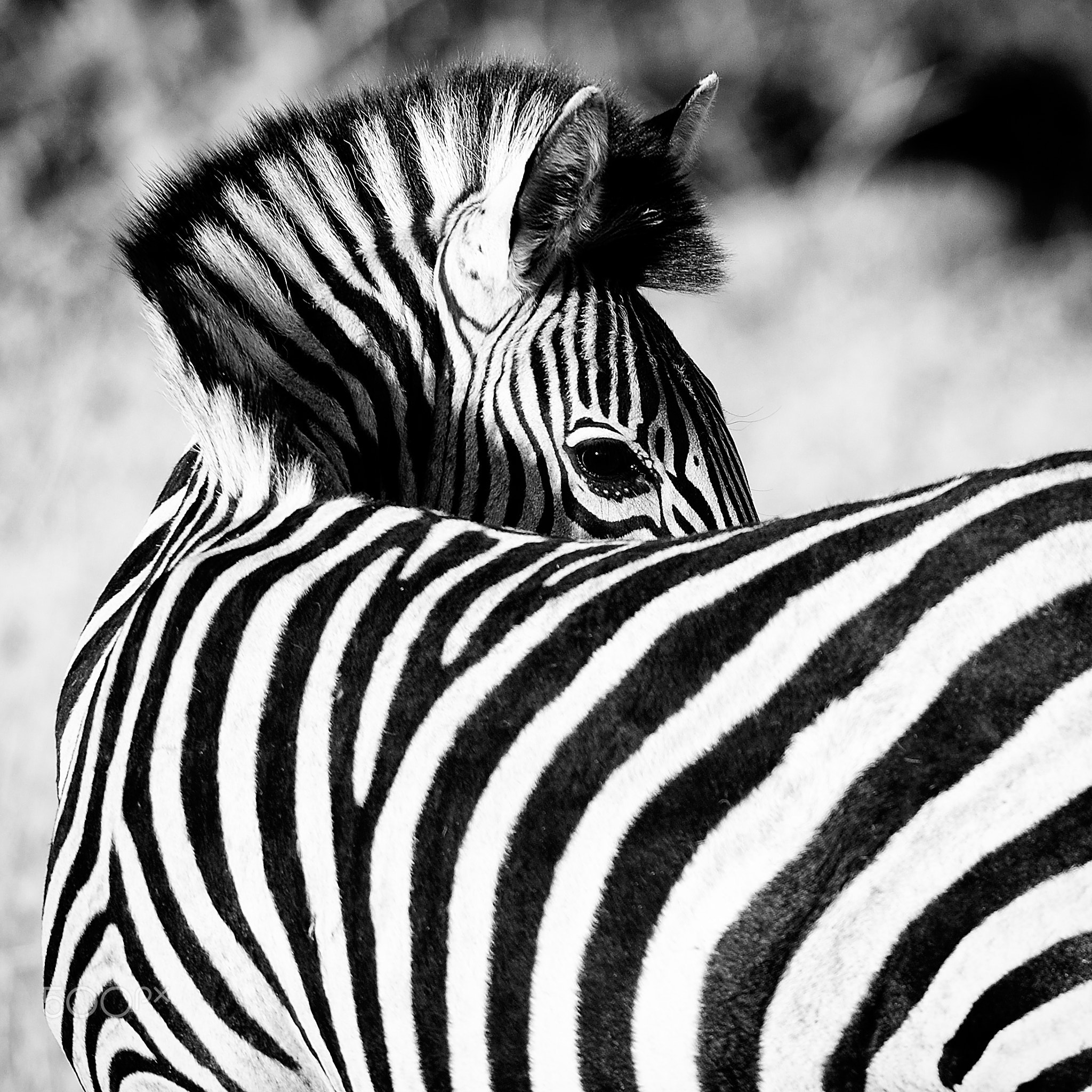 Zebra