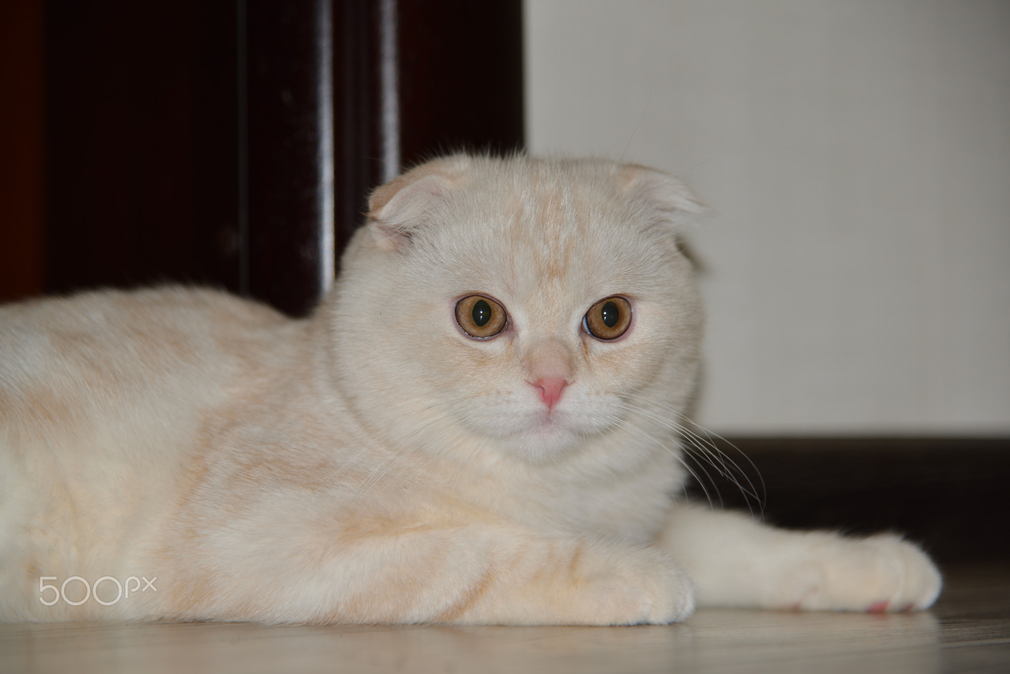 Fluffy beige cat lies in room on floor