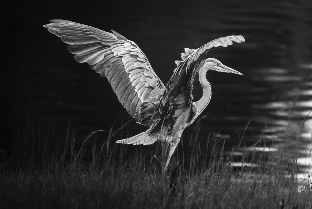 spread your wings by andy dauer / 500px