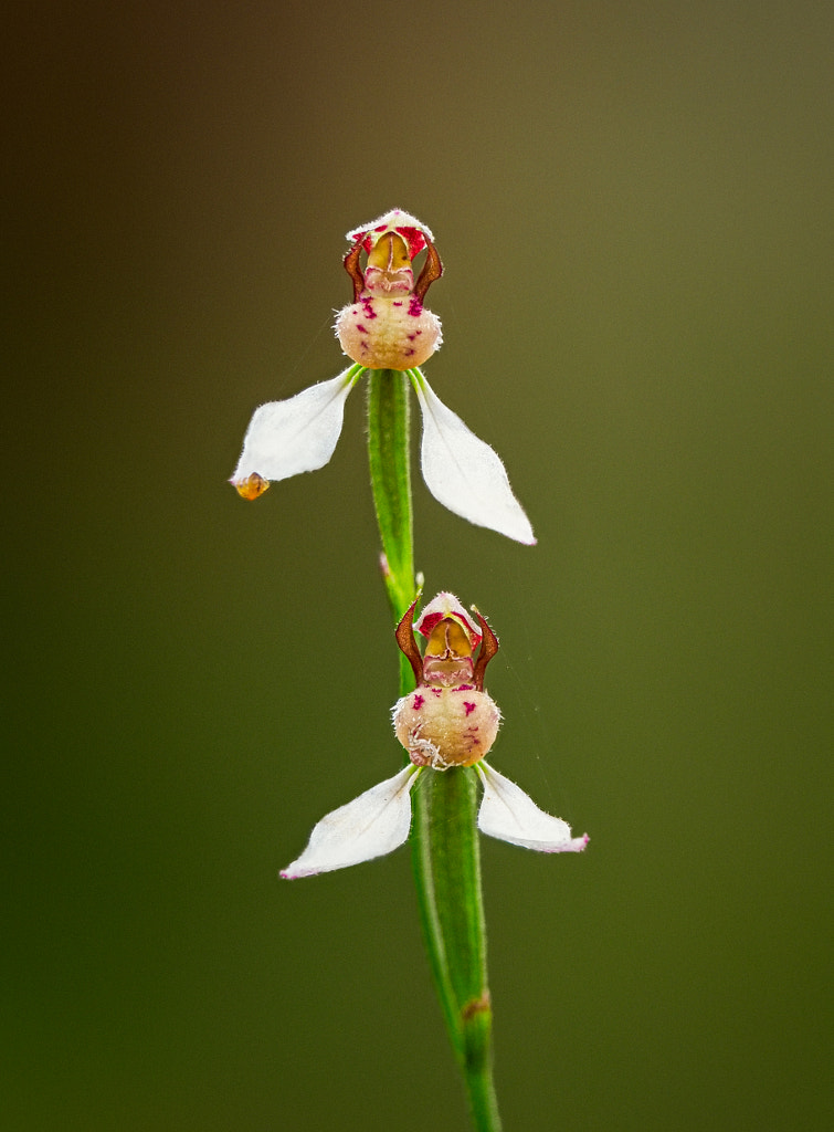 Common Bunny Orchid by Paul Amyes on 500px.com