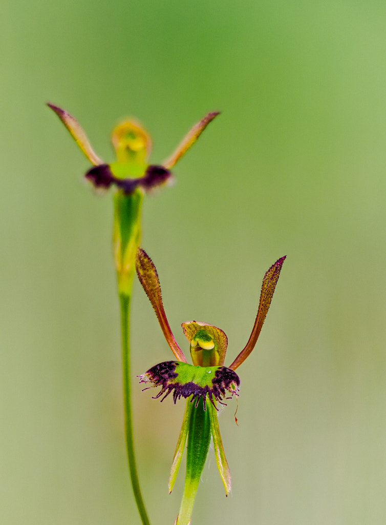 Hare Orchid by Paul Amyes on 500px.com
