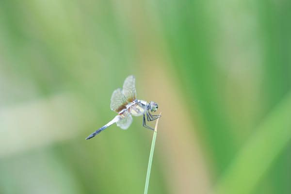 lllii (vcg-lllii) Profile / 500px