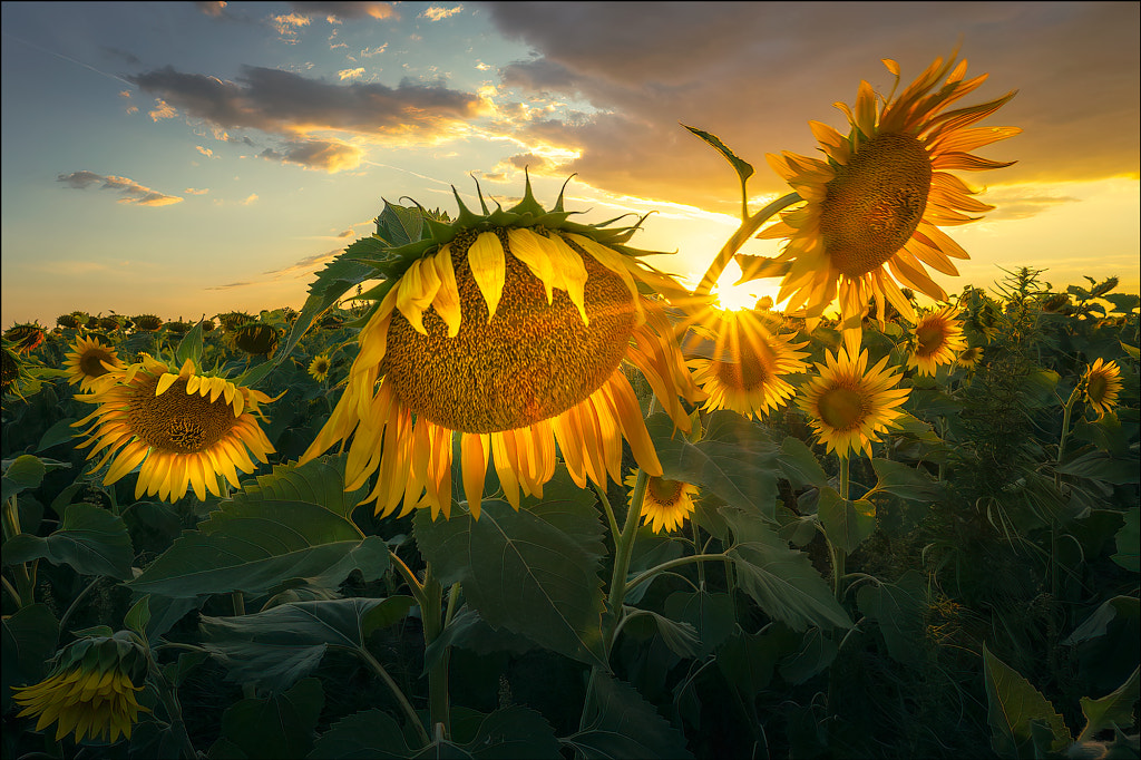 sunflowers by Georg Scharf / 500px