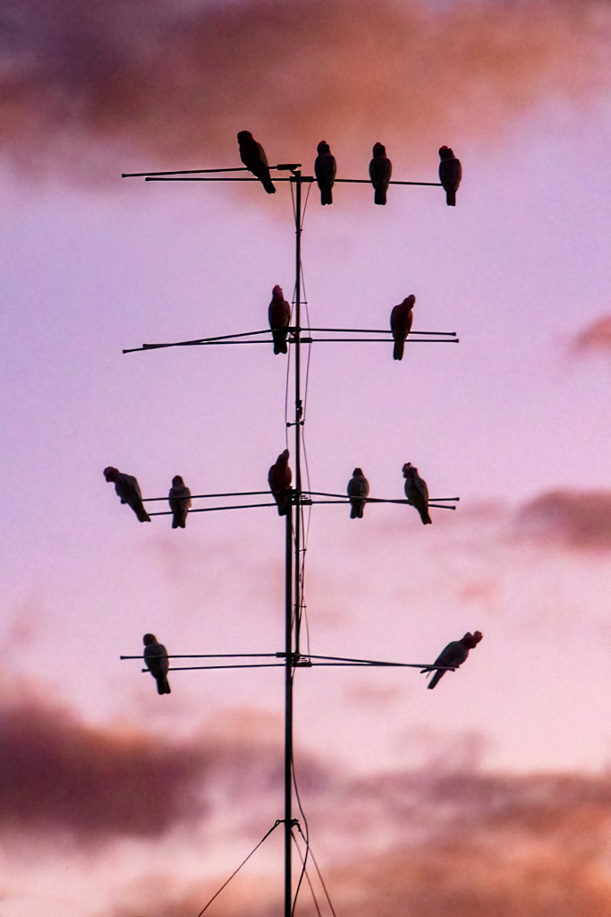 Settled For The Night by Paul Amyes on 500px.com