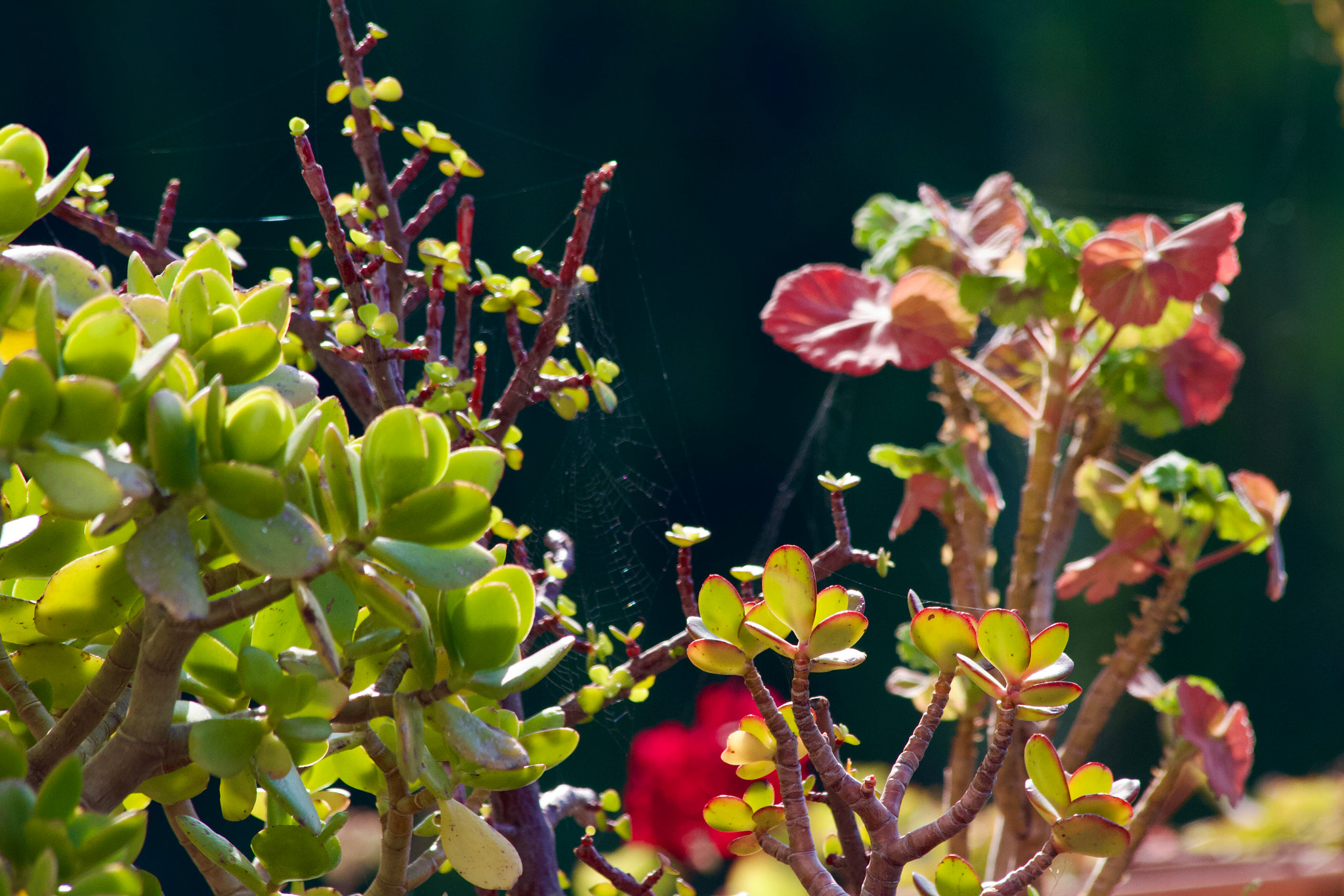 Close-up of a plant from our garden