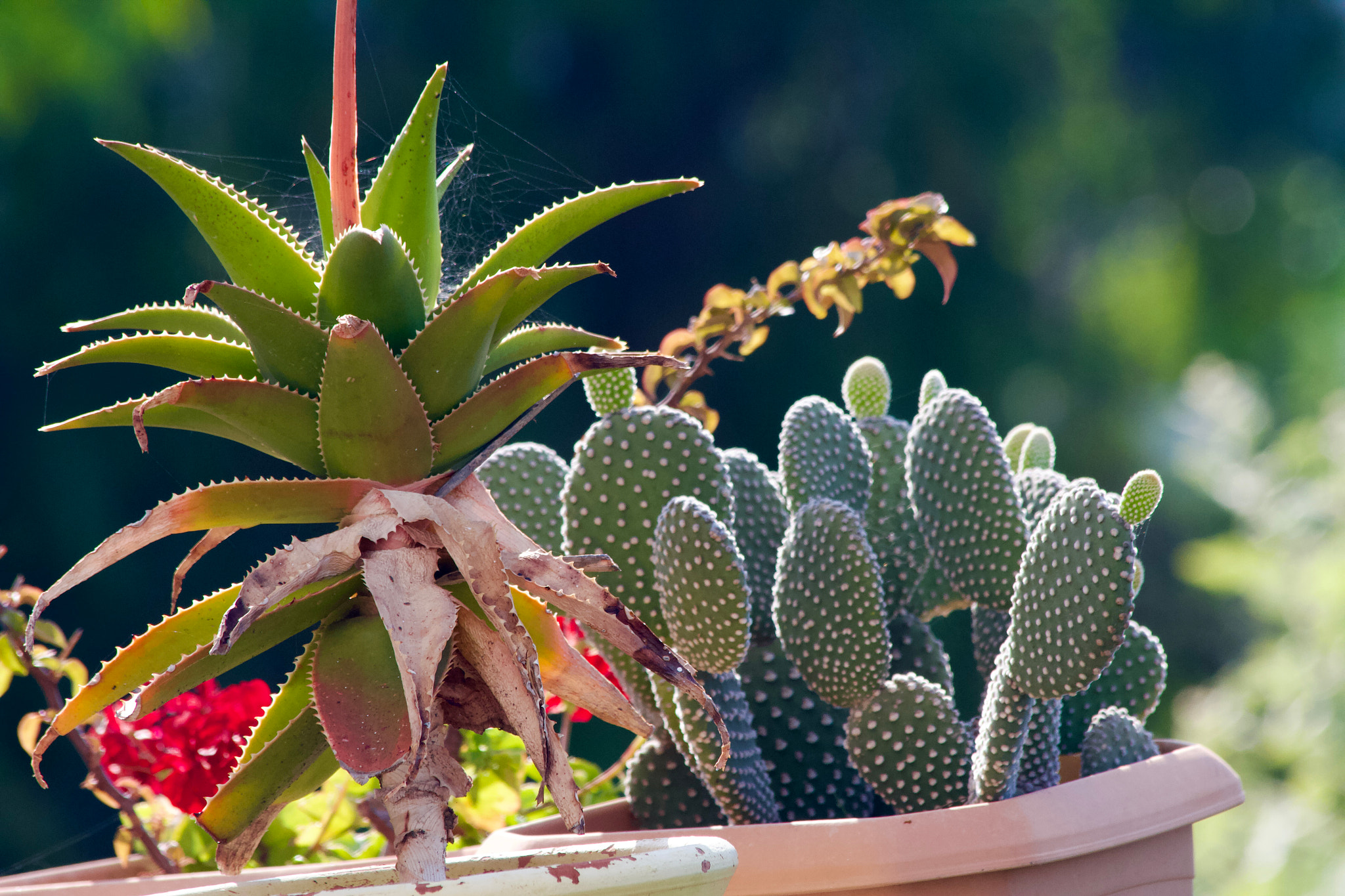 Close-up of a plant from our garden